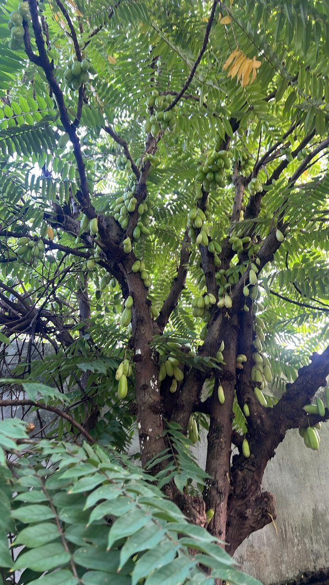 fitolima's tweet photo. Pela fotografia, trata-se de um biri-biri ou bilimbi (Averrhoa bilimbi L.), espécie da família Oxalidaceae. A identificação é sustentada pelos frutos alongados, verde-claros, que surgem diretamente no tronco e nos ramos mais grossos, um fenômeno conhecido como caulifloria. https://t.co/zKbBJYq4sn
