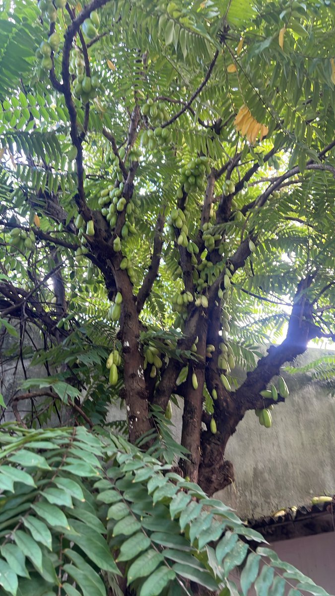 fitolima's tweet photo. Pela fotografia, trata-se de um biri-biri ou bilimbi (Averrhoa bilimbi L.), espécie da família Oxalidaceae. A identificação é sustentada pelos frutos alongados, verde-claros, que surgem diretamente no tronco e nos ramos mais grossos, um fenômeno conhecido como caulifloria. https://t.co/zKbBJYq4sn