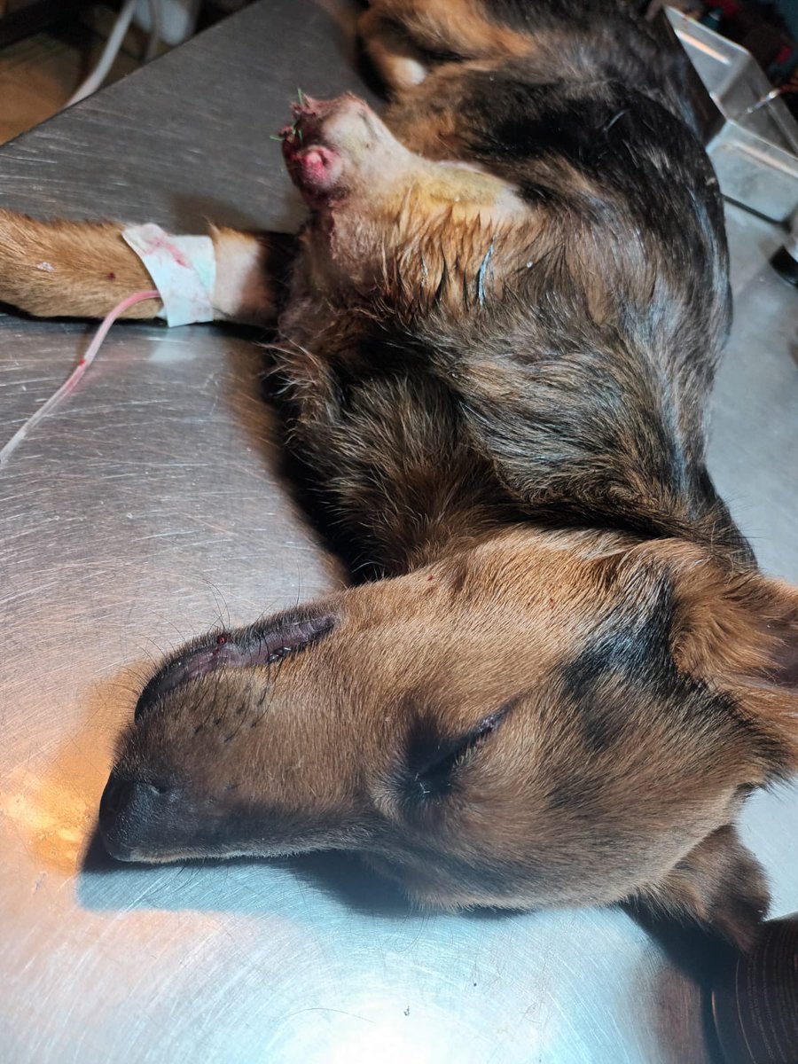 OMFA_Refugio's tweet photo. Milo está saliendo de cirugía 
Aún nos falta abonar 140mil pesos de su cirugía necesitamos cubrir este momento lo antes posible 

Alias Mercado Pago: Omfamoreno 
Alias Banco Nacion: Omfitas 
PayPal: OrgMiFielAmigo 
Cuentas a nombre de Yanina Vanesa Dalinger https://t.co/B73a6ZNHgP