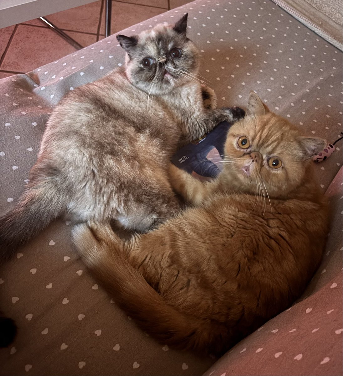 thylde_valeria's tweet photo. Primo mercoledì senza la Sciarelli, ma il trauma è svanito: stasera c'è la Petrelluzzi in prima serata. Le ragazze sono già schierate in giuria. ⚖️🐱 #UnGiornoinPretura https://t.co/9eCsCo8lmy