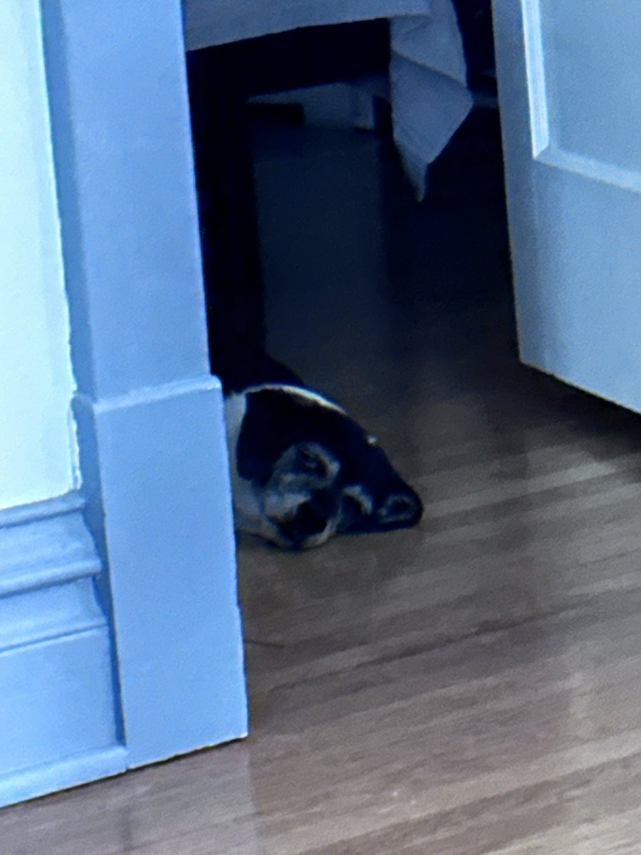 Snake9911Snake's tweet photo. I always feel like somebody is watching me #XDogs #DogsOfTwitter https://t.co/1oGAYmpQGI