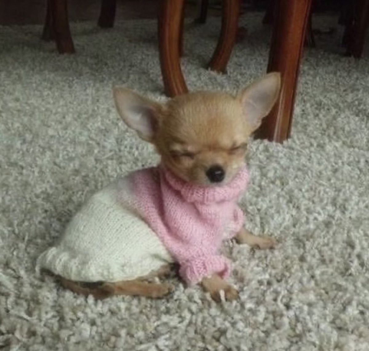 twaniimals's tweet photo. https://t.co/M9DMCPgt97