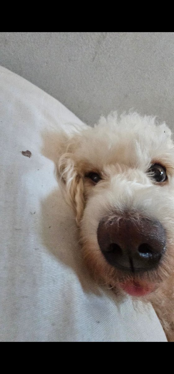 z4noj's tweet photo. cachorro anti suicidio que minha mae arranjou pra mim quando fui tomar a primeira dose da vacina do covid https://t.co/zUwRItCPhF