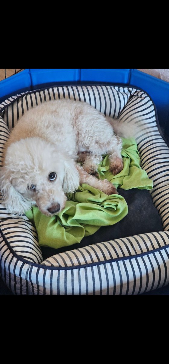 z4noj's tweet photo. cachorro anti suicidio que minha mae arranjou pra mim quando fui tomar a primeira dose da vacina do covid https://t.co/zUwRItCPhF