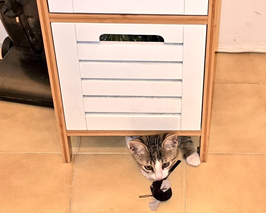 MagratWitch's tweet photo. Mačić je ulovio i doneo mi tri miša, ovako ih lepo grupisao, legao ispred njih, počeo da bije žutog, ugrizao crnog, pa je odneo i sakrio sva tri, znači kuma donela - kuma odnela, uzmite mačića, ničemu ne služi, ali baš je sladak, a beskućan, nema smisla https://t.co/df1OmRTsfu