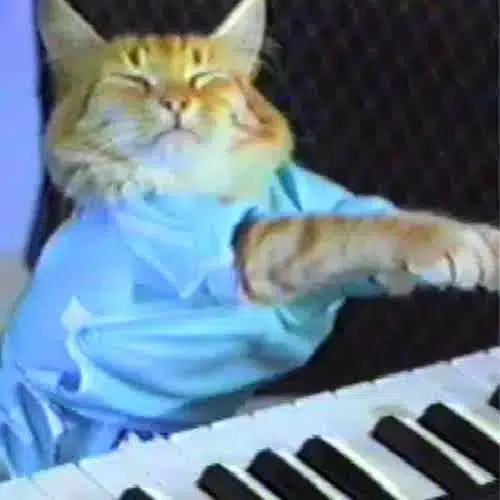 lebombjam's tweet photo. The FIRST MEME ever posted by @vladtenev on X

https://t.co/jS3I2oe01h

He posted this funny meme gif of a cat using a laptop! 

Previous to this he had not posted a single meme or gif EVER! you can check this by scrolling through this search

https://t.co/SUwLYI14lO

We had KEYCAT run to MILLIONS on SOL, now we have the new cat meme for RobinHood