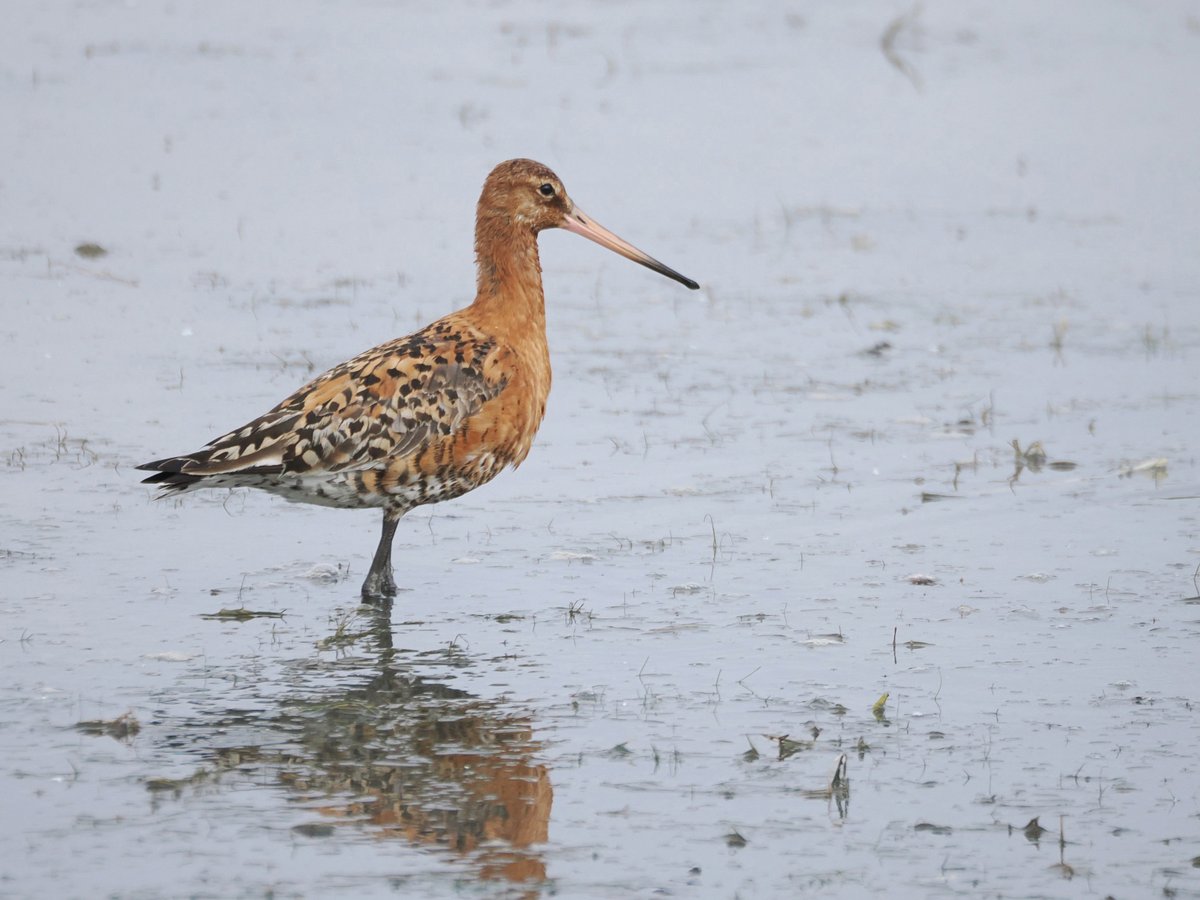 spurnbirdobs's tweet photo. Today's sightings featured 3 Roseate Terns at Beacon Ponds, juvenile Wheatear at Kilnsea Wetlands, Great White Egret south over the Humber, our 4th Keeled Skimmer dragonfly at Canal and our 1st Silver-washed Fritillary butterfly south over Clubleys. #Spurnbirds (1/2) https://t.co/NJ0B6PudaW
