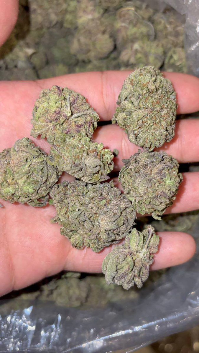 CANNABIS_WORLD2's tweet photo. #Color #bubba 375$ https://t.co/KYc9JiF9D5