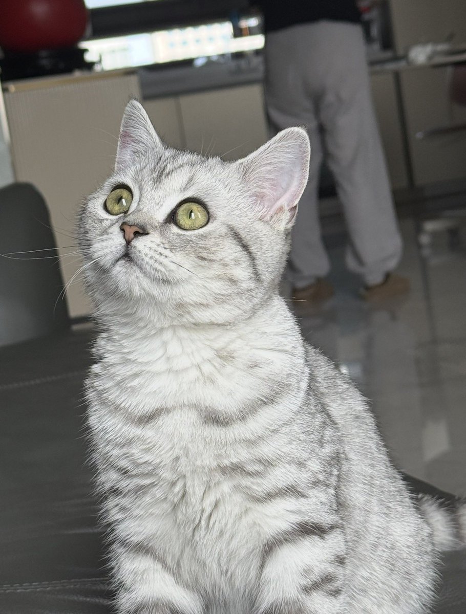 illusipn7435's tweet photo. @motimoti_seizin Riri！这是我家猫的名字！期待帖主的夸夸😿😄 https://t.co/E5kCvLRoXv