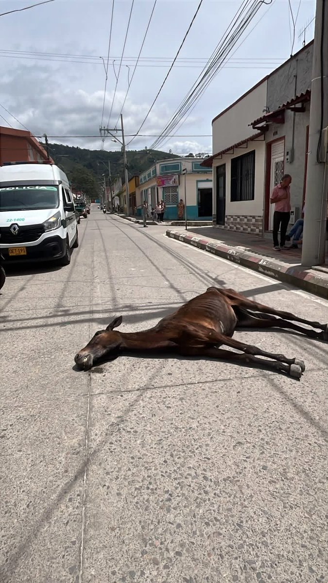oajm993's tweet photo. #Libano 
Lamentable hecho en la Cra. 5 con calle 16: un equino falleció hace unos minutos en estado de desnutrición. La ausencia de un programa de bienestar animal por parte de la @AlcaldiaLibano impidió que recibiera auxilio oportuno. https://t.co/xFtKCtZyEq