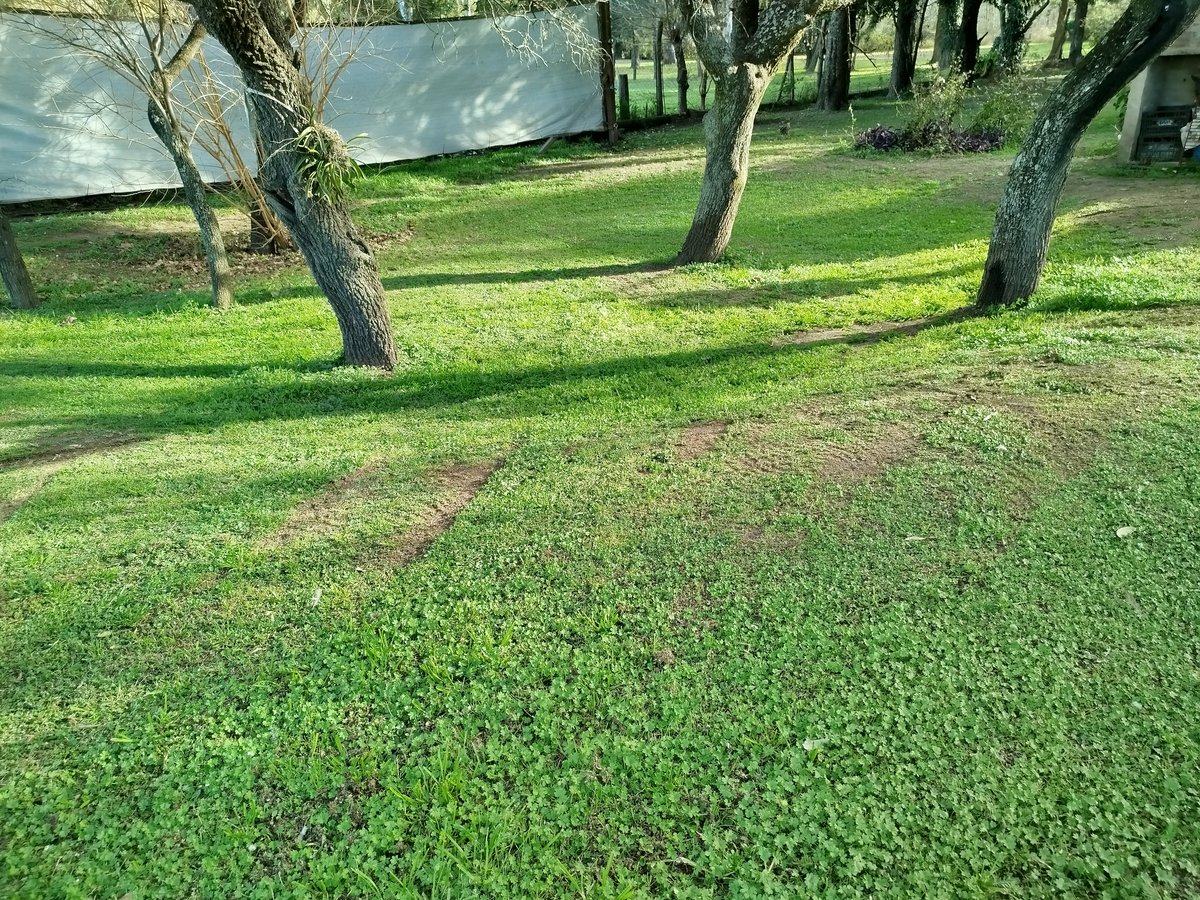 dimarcorafael's tweet photo. 8 de julio de 2026. 

El pasto está como en el verano, bueno casi casi. Pero super verde !!

Pocas heladas, sin temperaturas extremas bajas y los árboles con brotes por todos lados. 🫩 https://t.co/jqbtREnoHp