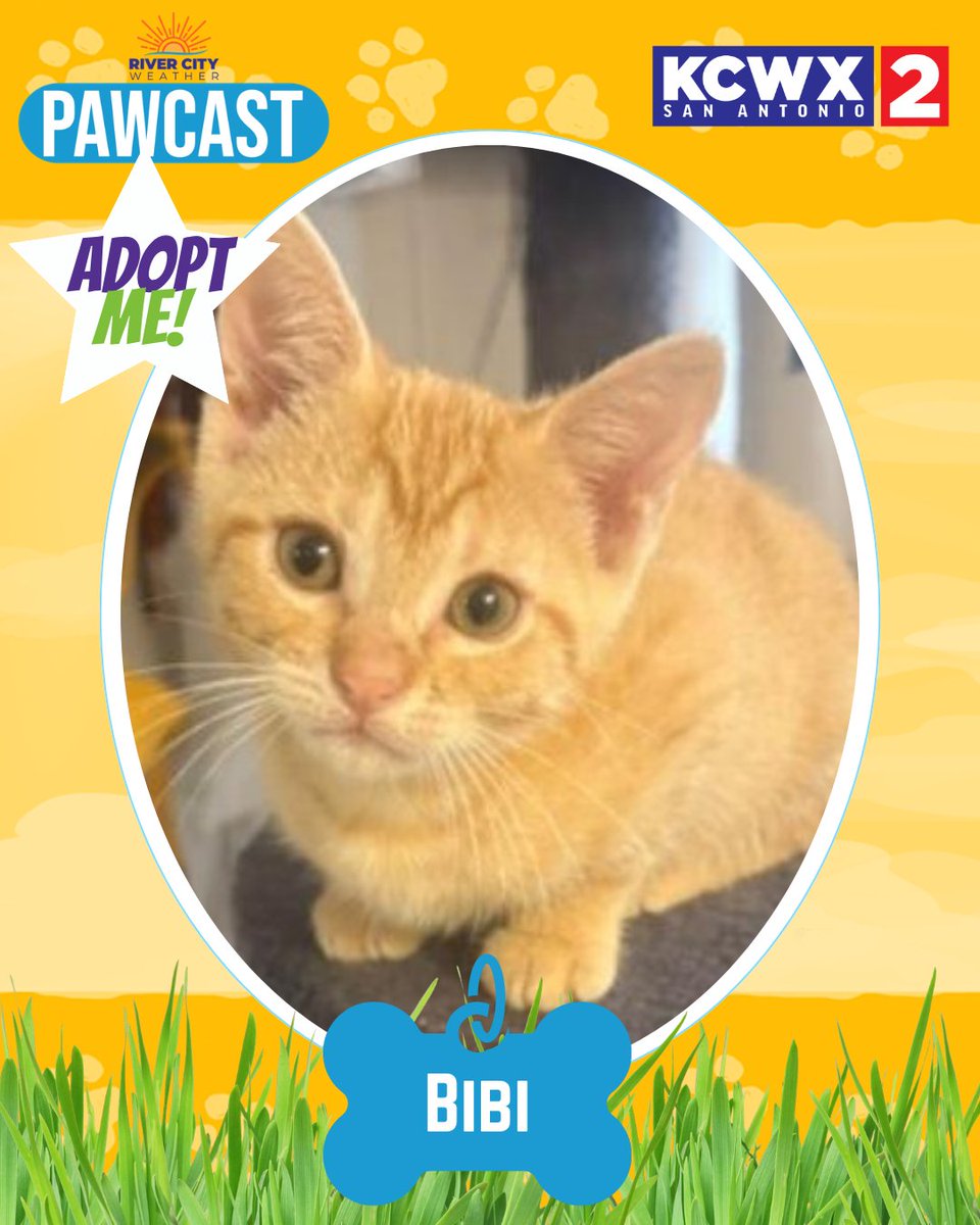 kcwxtv's tweet photo. This week's pawcast will make your heart melt! 💕
These lovable pets from San Antonio Pets Alive are
looking for their forever homes. Could one be yours?
👉 Check them out here: https://t.co/eJlENkkeDV
#Pawcast #kcwx2 #RiverCityNews #PetsofSanAntonio @rivercitynewssa @sapetsalive https://t.co/hB9PUFBN5b