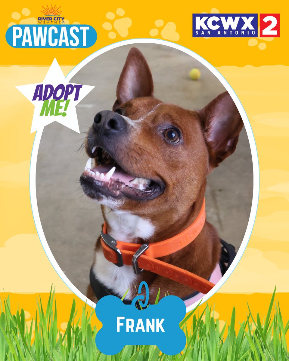 kcwxtv's tweet photo. This week's pawcast will make your heart melt! 💕
These lovable pets from San Antonio Pets Alive are
looking for their forever homes. Could one be yours?
👉 Check them out here: https://t.co/eJlENkkeDV
#Pawcast #kcwx2 #RiverCityNews #PetsofSanAntonio @rivercitynewssa @sapetsalive https://t.co/hB9PUFBN5b