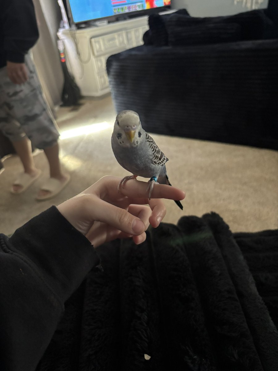 pisslover699696's tweet photo. hello twt.
i am on break , but i’d like to show the bird i stole from his abusive owner. 
meet foot https://t.co/XNRVIUW92w