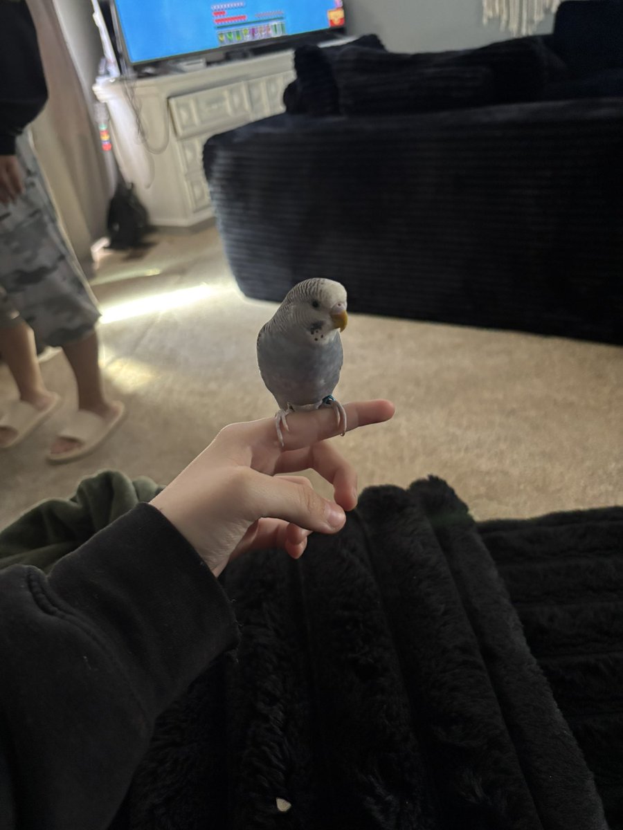 pisslover699696's tweet photo. hello twt.
i am on break , but i’d like to show the bird i stole from his abusive owner. 
meet foot https://t.co/XNRVIUW92w