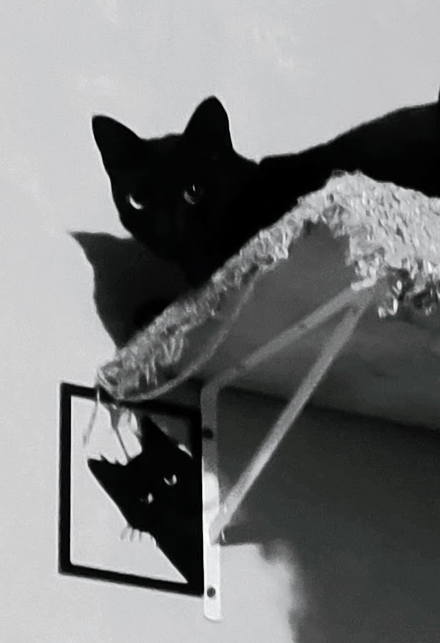 JohnnyGagadas's tweet photo. Art of Cats ..
..
Eine Katze ist ein Rätsel, für das es keine Lösung gibt ..
..
schönen Abend .. euch https://t.co/6LzzeuRChp