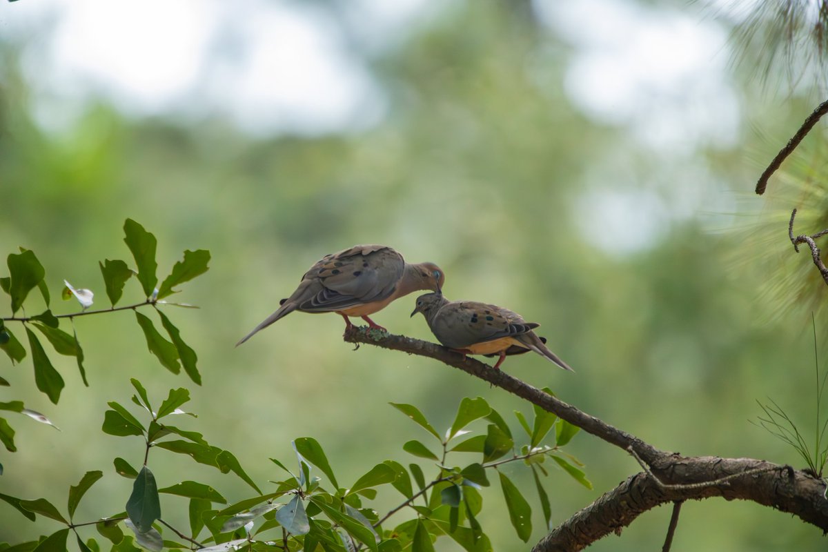 Grainlightco's tweet photo. Shared Quiet.

Along the edge of the marsh where wetland meets pine forest, two doves paused together in the stillness of a summer morning. While waiting for another subject to appear, this quieter moment revealed itself instead. https://t.co/wNchm9QIzn