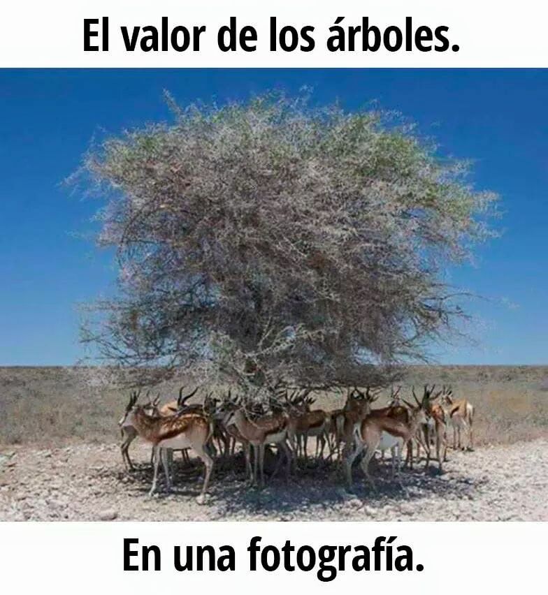 EcoInventos's tweet photo. 🌳 ¡Una sola sombra puede sostener muchas vidas! https://t.co/bb8deperTT