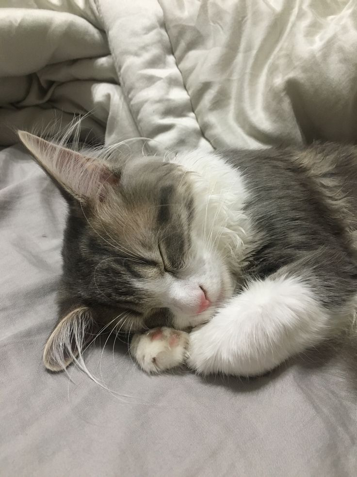 teiislop's tweet photo. 🐱 https://t.co/xOJUdfB6DS