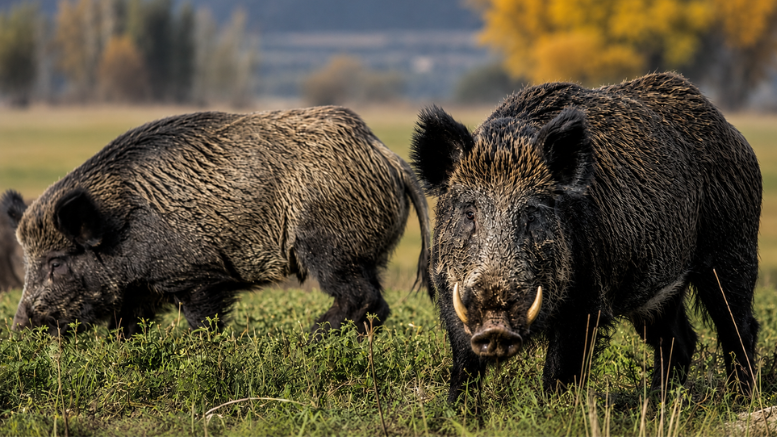 SLT_Divulgacion's tweet photo. 1️⃣🐗¿Sabías que un animal traído para cazar hace un siglo hoy cuesta USD1600 MILLONES/año al agro argentino?
@AgronomiaUBA alerta:
⚠el jabalí europeo, sin depredadores en🇦🇷, arrasa cultivos, contagia enfermedades y hasta ataca personas
🔗https://t.co/eyamFTBN5k
#UBA #FAUBA #SLT https://t.co/hPhal196dS
