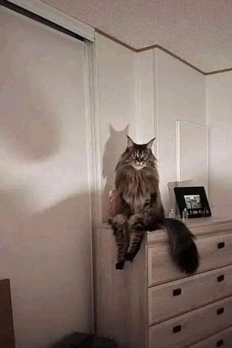 catofsouls's tweet photo. https://t.co/0dfDIV17Li