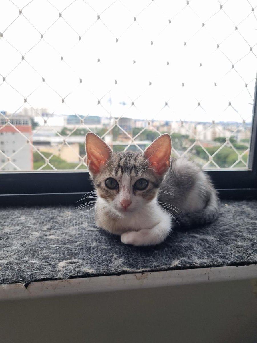 rvliesvt's tweet photo. confie no potencial do seu gato esquálido anêmico orelhudo cabeçudo de ficar bonito e viçoso https://t.co/tOZkeYpvei