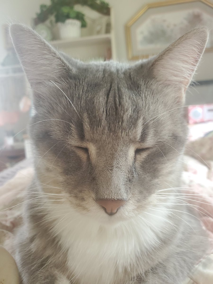 stupid fat ugly chungus of shtwt tweet media