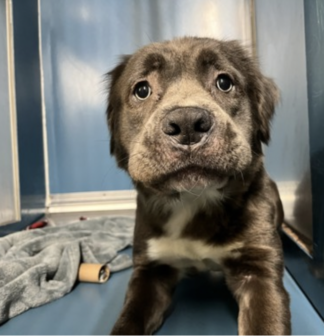 BeeDoDoobieDo's tweet photo. 🏖️🍉Absolutely charming....this is ABIGAIL😎☀️
🙁Shy baby girl has been there for #23Days
💥Needs a real home STAT ~ she is residing in a pop up crate and qualifies for the promotion!💥
Visit her in Manhattan ~ #SaveAShelterDog https://t.co/rymkocw8iC 😍Spaniel mix? Cute=Y