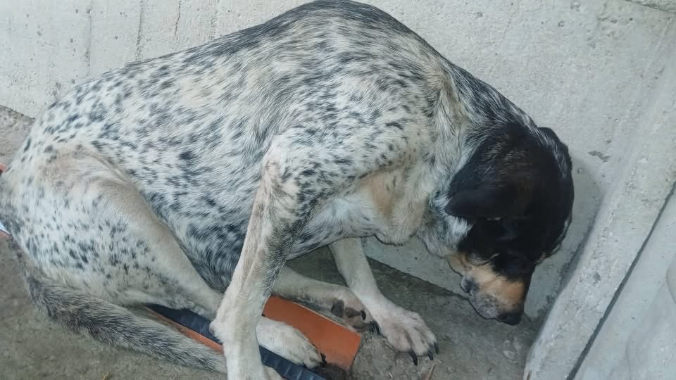 mliloom's tweet photo. 💔 Umarł ich człowiek... A wraz z nim skończył się cały ich świat.
To są Szanti i Stella.
Były szczęśliwe.
Dziś nie ma już nic.
Jest tylko strach.
Patrzą na człowieka z nadzieją pomieszaną z przerażeniem. Nie rozumieją, dlaczego zostały same. (1/4) https://t.co/3B2kuQj0Oc