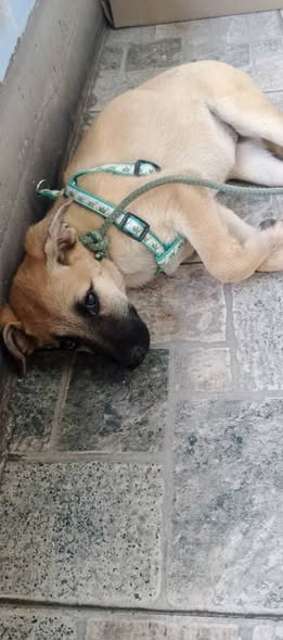 A64029345's tweet photo. 07-07-2026 Hermosa perrita Mestiza, fué encontrada en la calle por Catia .
! Por favor me ayudan a difundir para que consiga Hogar.!
No sabemos la Edad, es una cachorra.
👉Contacto WhatsApp 412-0166477
Catia , Caracas https://t.co/GlQuEWuG4W