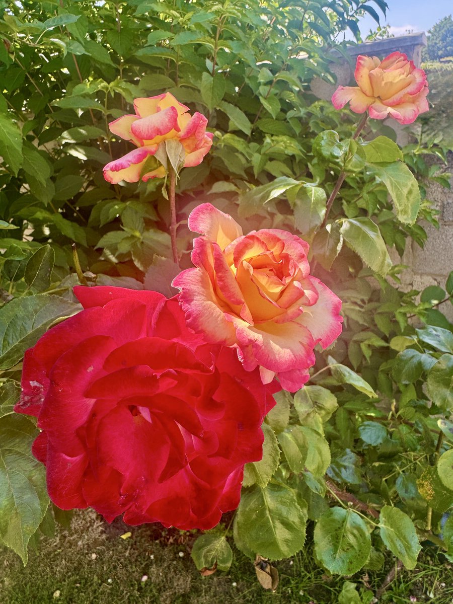 Tweet image