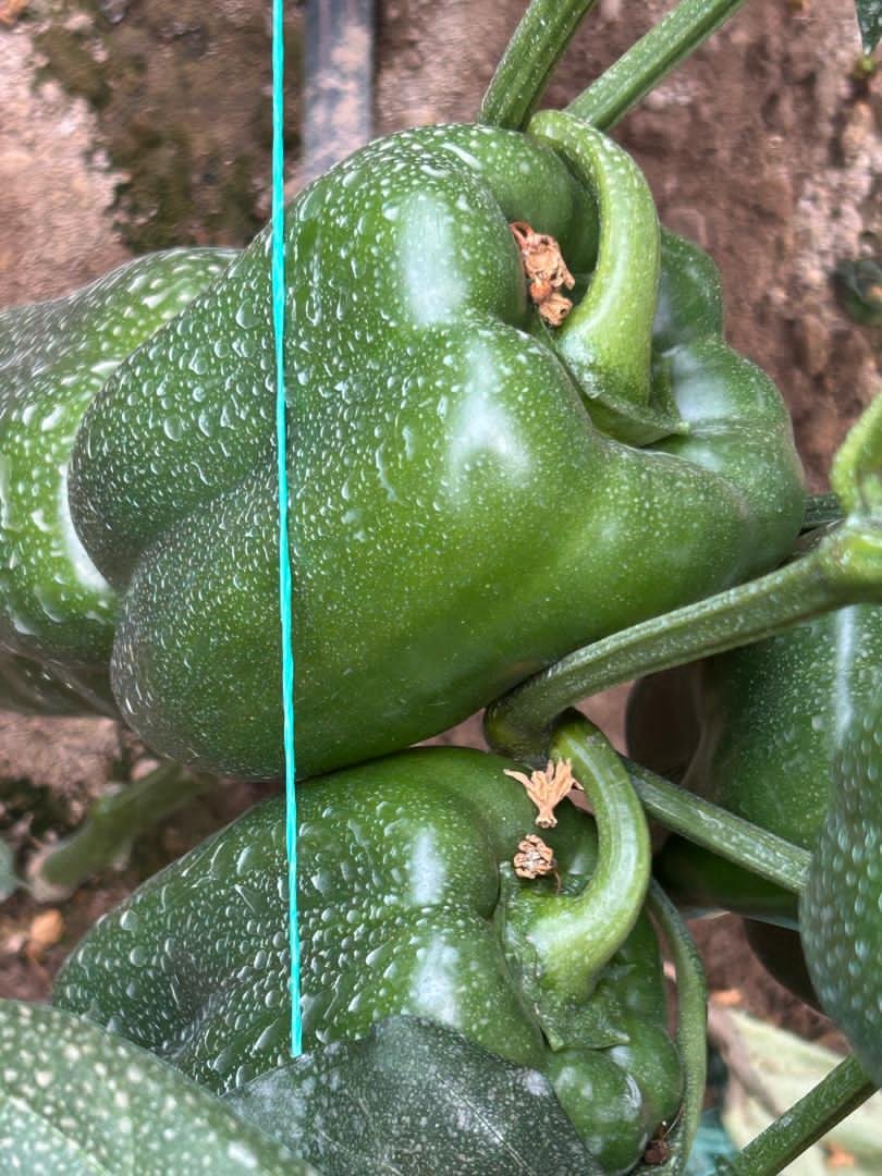 TheSeedlingHub's tweet photo. 🌶️ SUCCESS STORY: Mrs. Mangi, Acturus
She planted our Red Pepper Trifecta &amp; Yellow Pepper Admiral seedlings – and reaped a colorful, high-value harvest! 💛❤️ Strong starts = bumper yields. That's the Seedling Hub difference.

Your success starts with quality . Order now! https://t.co/VZOb5Z21Mm