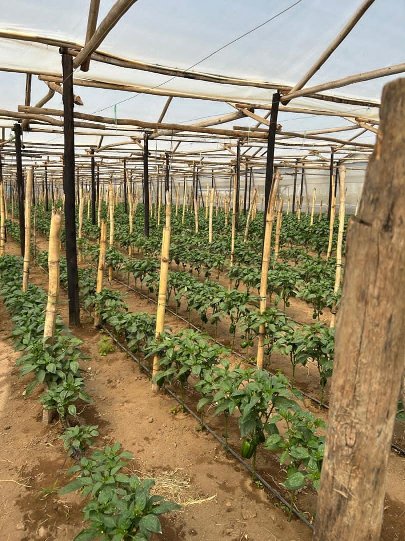 TheSeedlingHub's tweet photo. 🌶️ SUCCESS STORY: Mrs. Mangi, Acturus
She planted our Red Pepper Trifecta &amp; Yellow Pepper Admiral seedlings – and reaped a colorful, high-value harvest! 💛❤️ Strong starts = bumper yields. That's the Seedling Hub difference.

Your success starts with quality . Order now! https://t.co/VZOb5Z21Mm