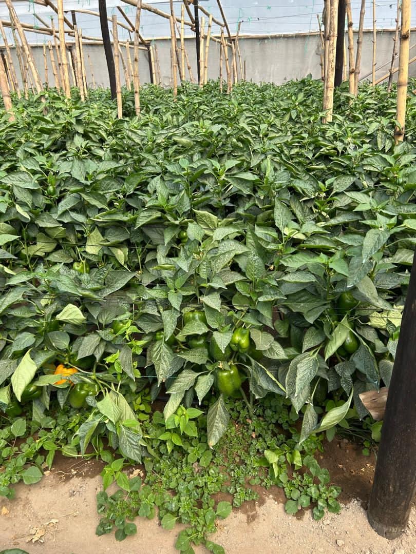 TheSeedlingHub's tweet photo. 🌶️ SUCCESS STORY: Mrs. Mangi, Acturus
She planted our Red Pepper Trifecta &amp; Yellow Pepper Admiral seedlings – and reaped a colorful, high-value harvest! 💛❤️ Strong starts = bumper yields. That's the Seedling Hub difference.

Your success starts with quality . Order now! https://t.co/VZOb5Z21Mm