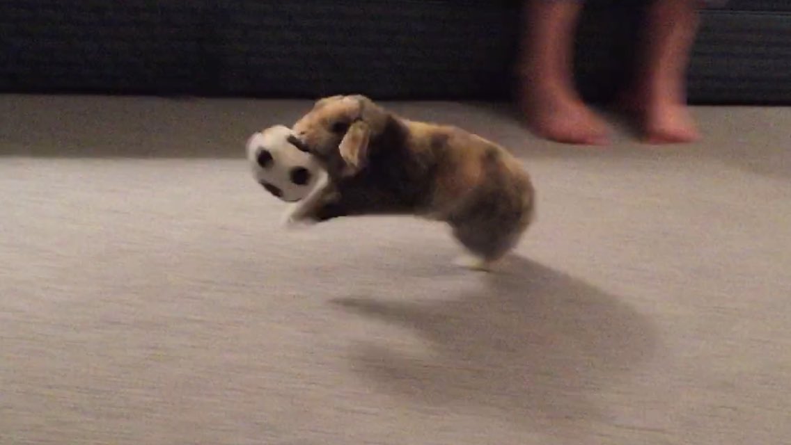 smoresandpuff's tweet photo. throwback to when i was playing in the world cup ⚽️ #WorldCup2026 https://t.co/ZbG7Un0zvA