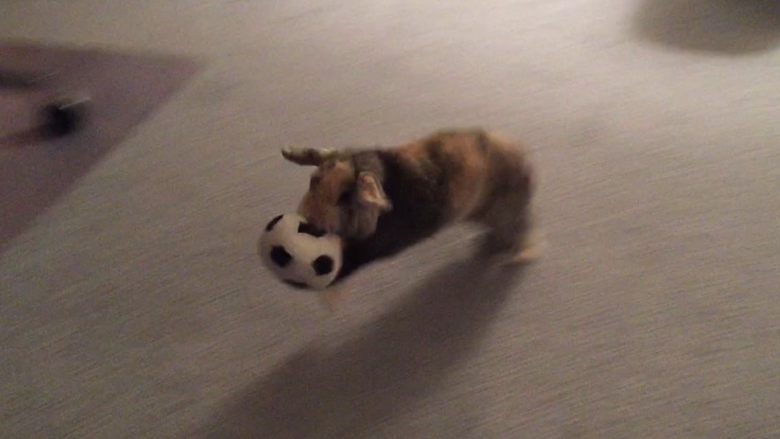 smoresandpuff's tweet photo. throwback to when i was playing in the world cup ⚽️ #WorldCup2026 https://t.co/ZbG7Un0zvA