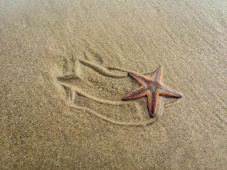 DebraMartz's tweet photo. A lone Starfish on the Beach that left a cool trail after washing ashore on North Padre Island, Texas.
https://t.co/EZzFaRwCSp
@DebraMartz
#starfish #beach #sand #motion #coastal #one #single #photography #PhotographyIsArt #WallArt #HomeDecor #giftideas #TexasCoast #solo https://t.co/KOS5czqNQh
