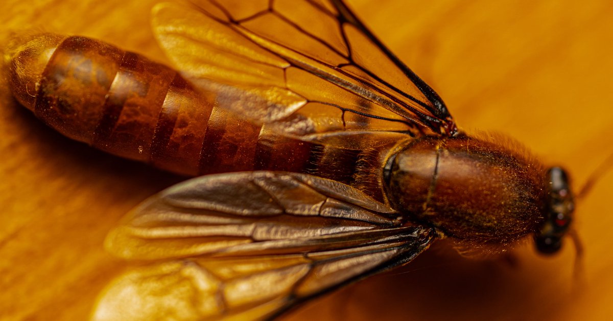 lemmawild's tweet photo. This is a male driver ant, and he has a miserable life. (Also he has 5 eyes - see photo in thread 🧵)

I didn’t care about him at all until I looked closer at this photo I took a few weeks ago. I had no idea these things fly off to get killed.

His sisters are the opposite of him. Millions of them on the ground, blind, tiny, 2mm to 8mm. He got the big eyes and the wings. He only has those so he can fly to another colony and mate with their queen.

Meanwhile his family is one of the most brutal things alive. 20 million ants moving together, blind, eating everything they cross, roaches and snakes included. Their own queen is up to 8cm, one of the biggest ants on the planet, and she lays 4 million eggs a month.

He flies off to find that other colony. He lands, their workers rush him, rip his wings off, and drag him inside to mate. That’s it. He does that, then he dies.