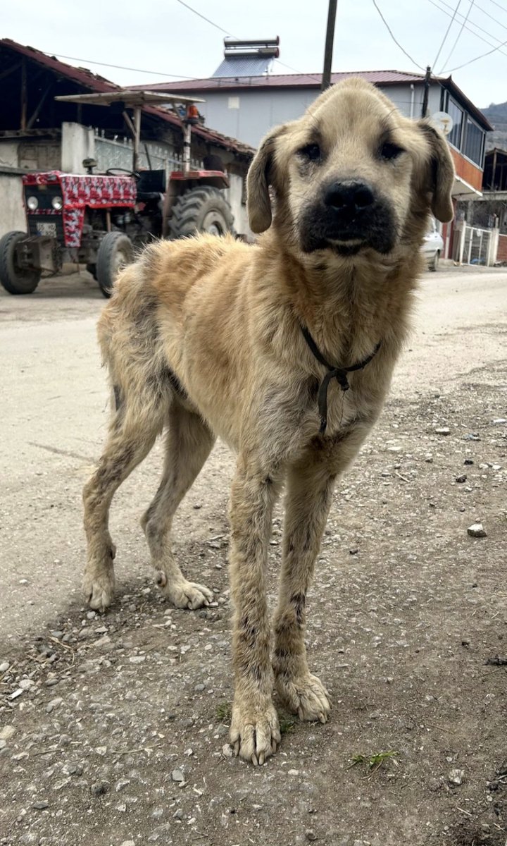 chandlerbingiz's tweet photo. Amasya'da şu durumda gittikçe de kötüleşen bir köpek varmış. Kimseye vicdani yük yüklemek istemiyorum ama bana da gönderildi. Hiç alakam yok oralarla. Himayesine alabilecek kimse varsa yakın şehirlerde iletişime geçebilir.  Paylaşır mısınız https://t.co/PKPqW6shl4