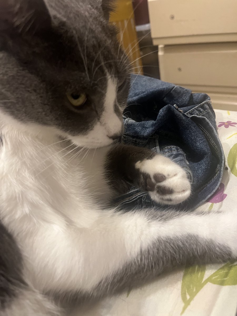 YingjuTan's tweet photo. @xemdu0 奶牛猫是猫中二哈之名不是盖的🤭🤭🤭别问我怎么知道的，我也有2只😢😢😢 https://t.co/bDvoRCEZdp