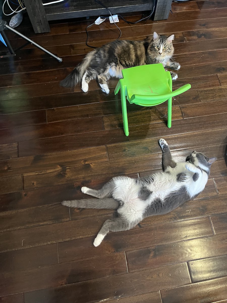 YingjuTan's tweet photo. @xemdu0 奶牛猫是猫中二哈之名不是盖的🤭🤭🤭别问我怎么知道的，我也有2只😢😢😢 https://t.co/bDvoRCEZdp