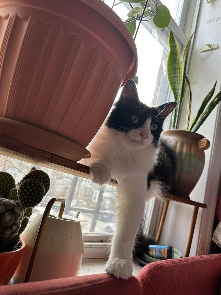 YingjuTan's tweet photo. @xemdu0 奶牛猫是猫中二哈之名不是盖的🤭🤭🤭别问我怎么知道的，我也有2只😢😢😢 https://t.co/bDvoRCEZdp