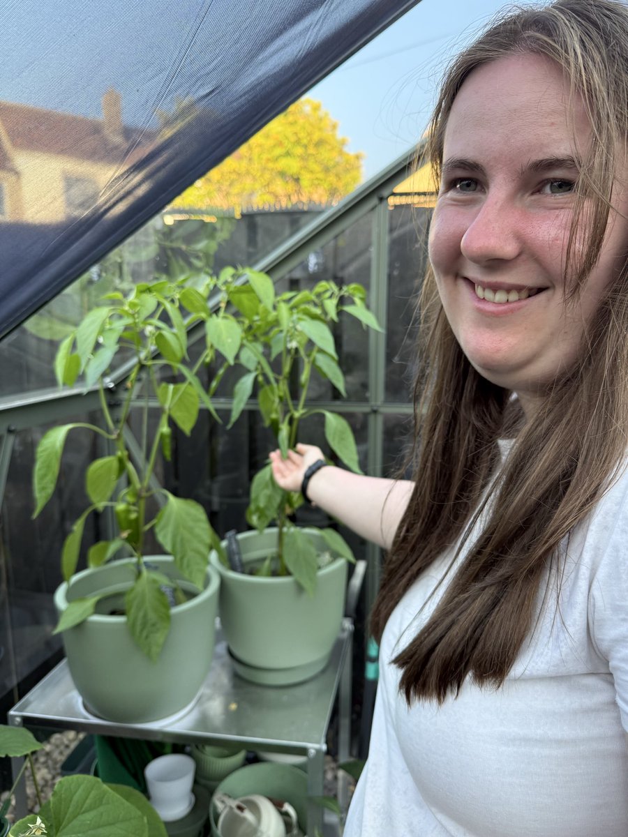 sharonrit123's tweet photo. Holly picking some veg for our neighbours. @autisticgardner @autcareandshare @GrowWithKG https://t.co/N9UD6gGNMH
