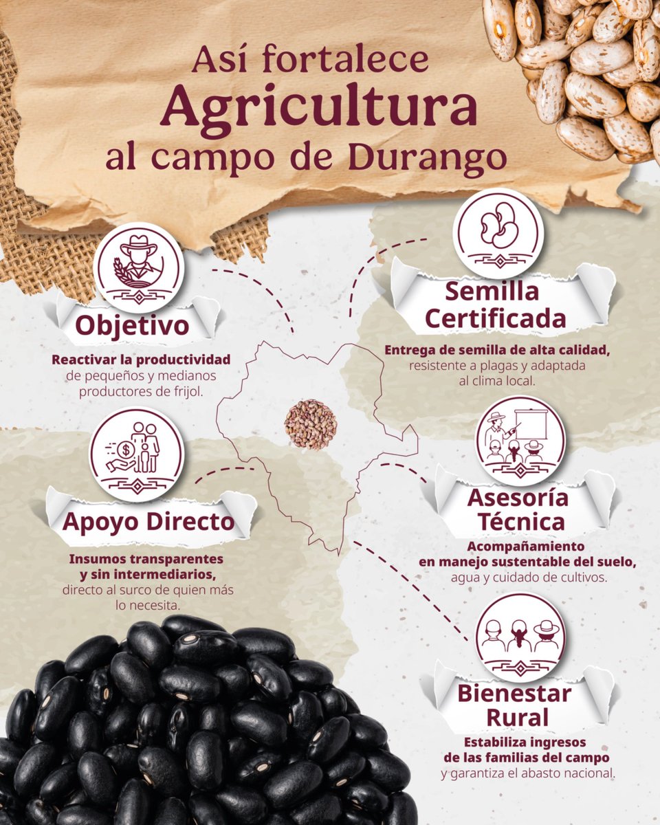 Agricultura_mex's tweet photo. Impulsar la producción de frijol es avanzar hacia la soberanía alimentaria de México. 

Como parte del compromiso de la presidenta @Claudiashein con el campo, el Plan Frijol apoya a las y los agricultores de Durango con semilla certificada, acompañamiento técnico e incentivos para mejorar sus rendimientos.  

Además, las y los beneficiarios podrán participar en el Programa de Acopio de Alimentación para el Bienestar 2026.

#TransformamosElCampoMexicano para que quienes lo cultivan tengan un presente y un futuro con bienestar