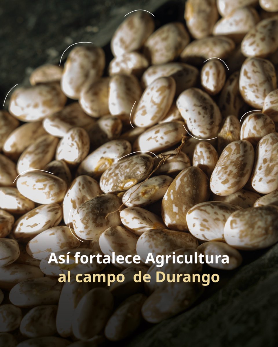 Agricultura_mex's tweet photo. Impulsar la producción de frijol es avanzar hacia la soberanía alimentaria de México. 

Como parte del compromiso de la presidenta @Claudiashein con el campo, el Plan Frijol apoya a las y los agricultores de Durango con semilla certificada, acompañamiento técnico e incentivos para mejorar sus rendimientos.  

Además, las y los beneficiarios podrán participar en el Programa de Acopio de Alimentación para el Bienestar 2026.

#TransformamosElCampoMexicano para que quienes lo cultivan tengan un presente y un futuro con bienestar