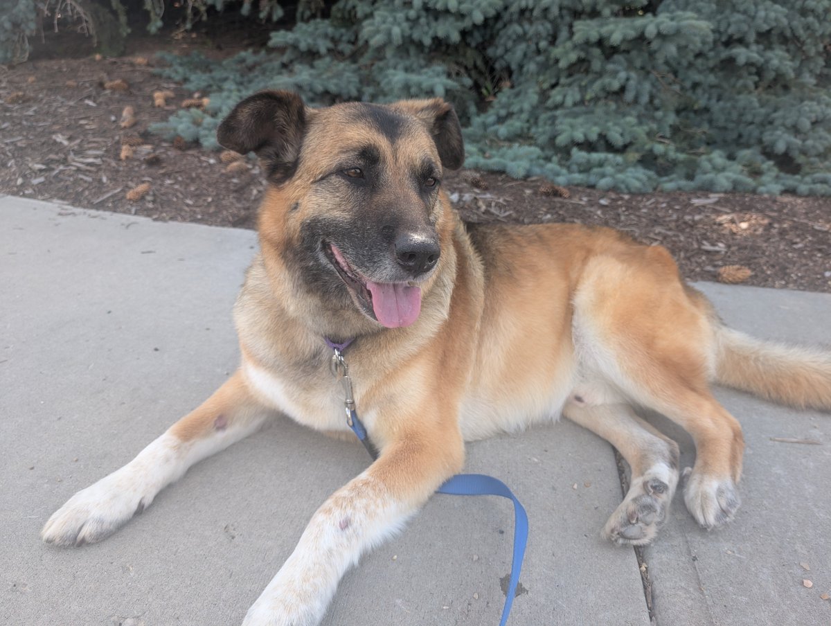SarahRyanYEG's tweet photo. Yesterday our foster Buddy got a much needed groom after 6 years in shelter. It was covered by Catty Canines and the always generous @bellis1994 (thank you!) - look at how dapper this gentleman is now! @SCARS_Alberta #yeg #yegdogs Bud is still looking for a home! https://t.co/gNh2K3jjHv