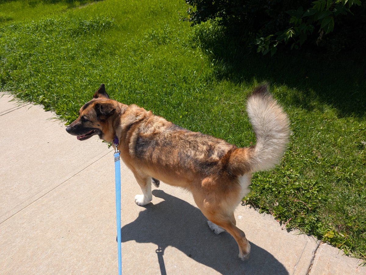 SarahRyanYEG's tweet photo. Yesterday our foster Buddy got a much needed groom after 6 years in shelter. It was covered by Catty Canines and the always generous @bellis1994 (thank you!) - look at how dapper this gentleman is now! @SCARS_Alberta #yeg #yegdogs Bud is still looking for a home! https://t.co/gNh2K3jjHv