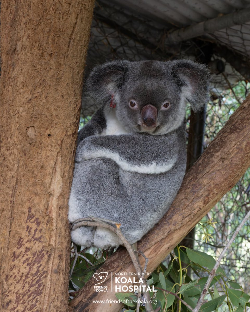 Friends_Koala's tweet photo. Living the dream: Charlotte has zero plans today, beyond being fed, admired, and left entirely undisturbed. 🐨🌸 https://t.co/MU0x0kO7Xx