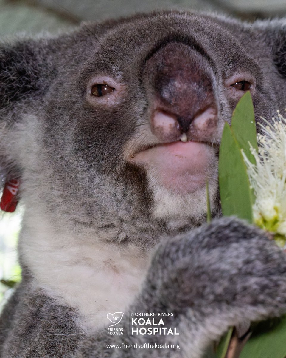 Friends_Koala's tweet photo. Living the dream: Charlotte has zero plans today, beyond being fed, admired, and left entirely undisturbed. 🐨🌸 https://t.co/MU0x0kO7Xx
