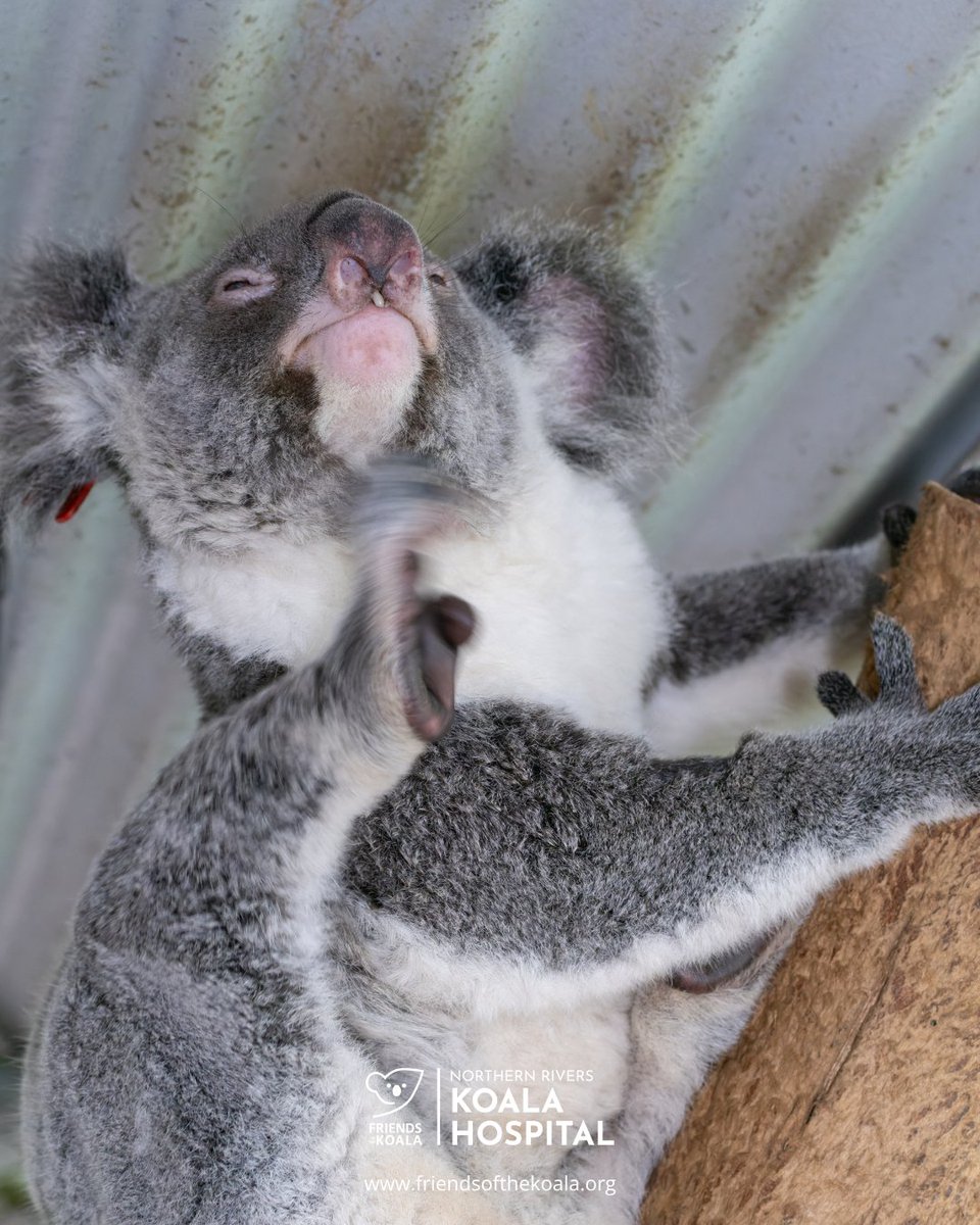 Friends_Koala's tweet photo. Living the dream: Charlotte has zero plans today, beyond being fed, admired, and left entirely undisturbed. 🐨🌸 https://t.co/MU0x0kO7Xx